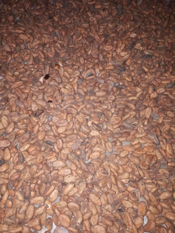 Cocoa Beans from Cameroon